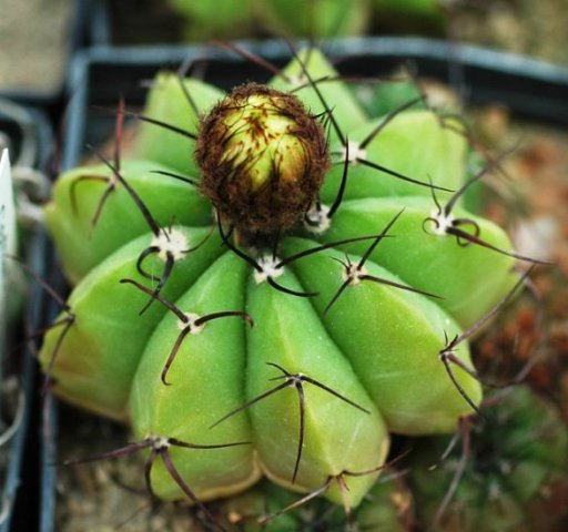 Notocactus_acutus